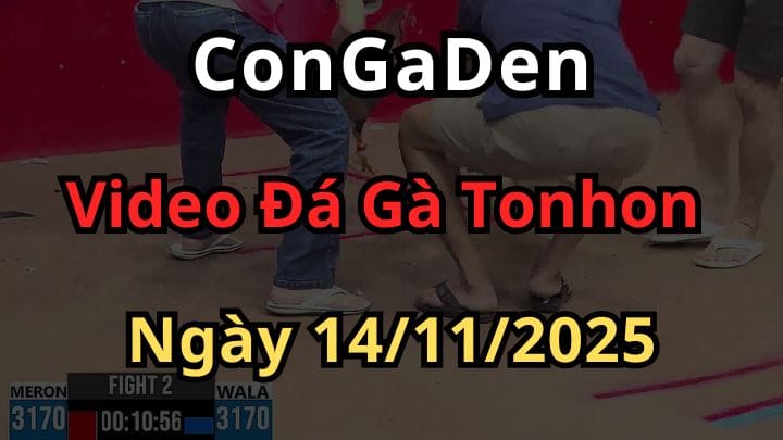 Video Đá Gà Giải Tonhon của Bảo Sting ngày 14/11/2025